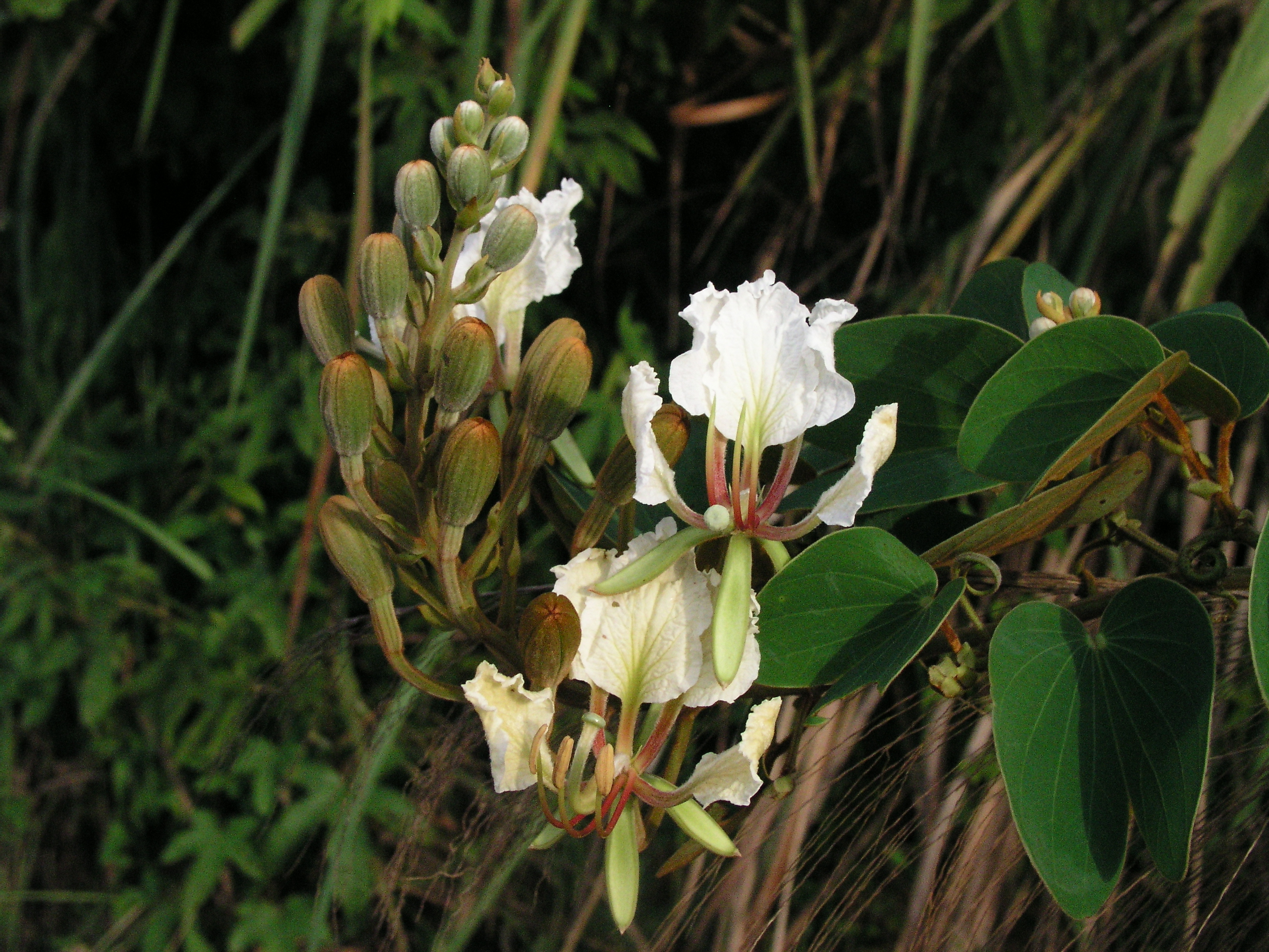 เสี้ยวแก้ว Bauhinia nervosa (Wall. ex Benth.) Baker<br/>LEGUMINOSAE-CAESALPINIOIDEAE